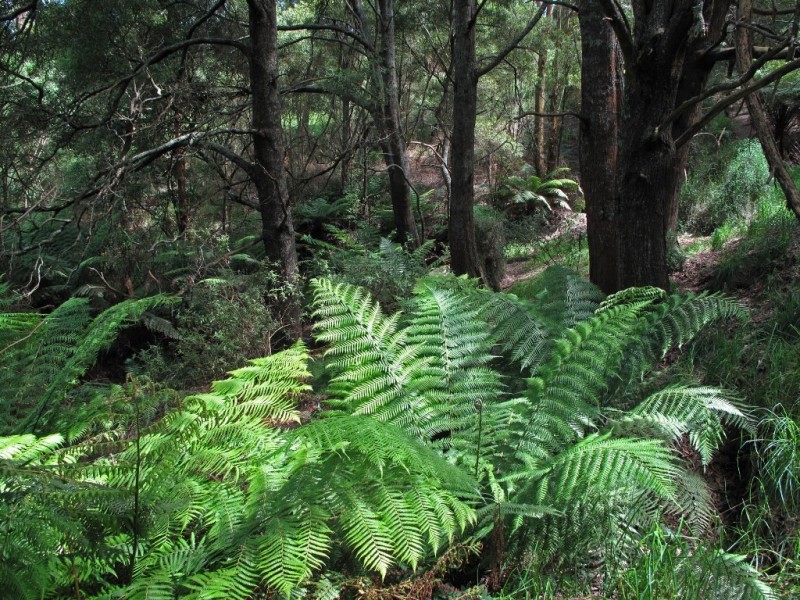 Lot 1 Wallis Ridge Road, Fish Creek VIC 3959