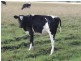 Lot 1 South Gippsland Hwy, Hedley VIC 3967