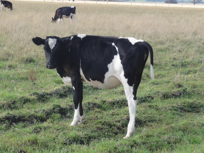Lot 1 South Gippsland Hwy, Hedley VIC 3967