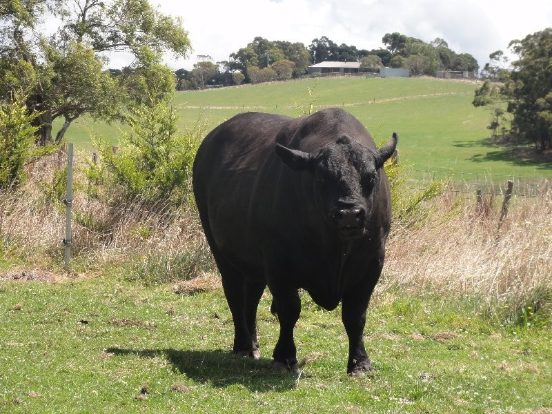 195 Savages Rd, Waratah North VIC 3959