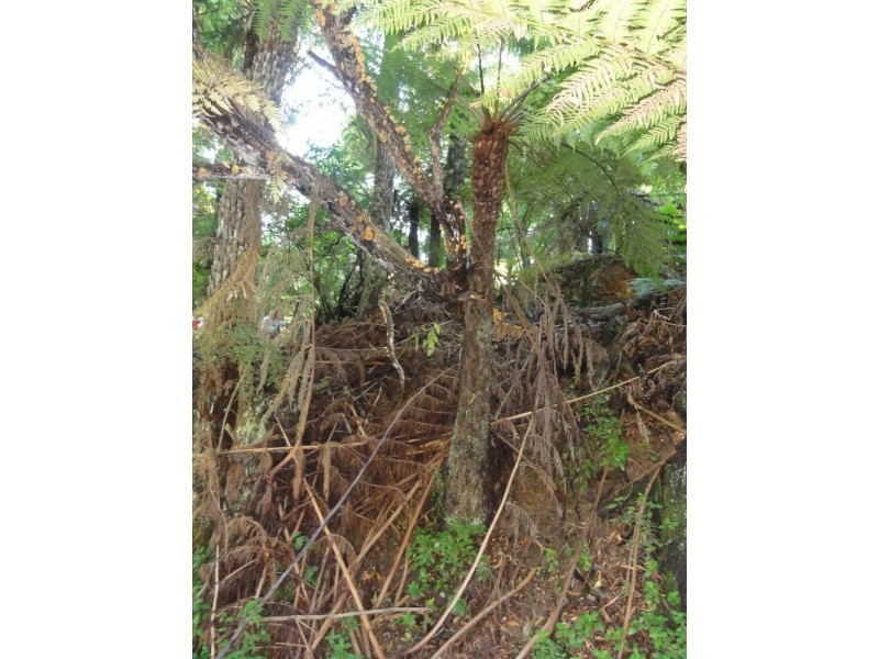 1590 Turtons Creek Rd, Foster North VIC 3960