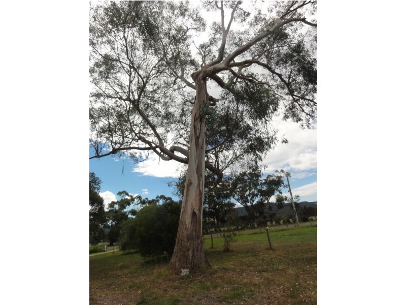 6540 South Gippsland Hwy, Hedley VIC 3967