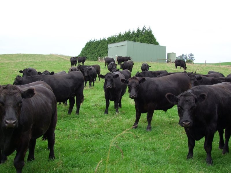 22 McCartins Lane, Mirboo North VIC 3871