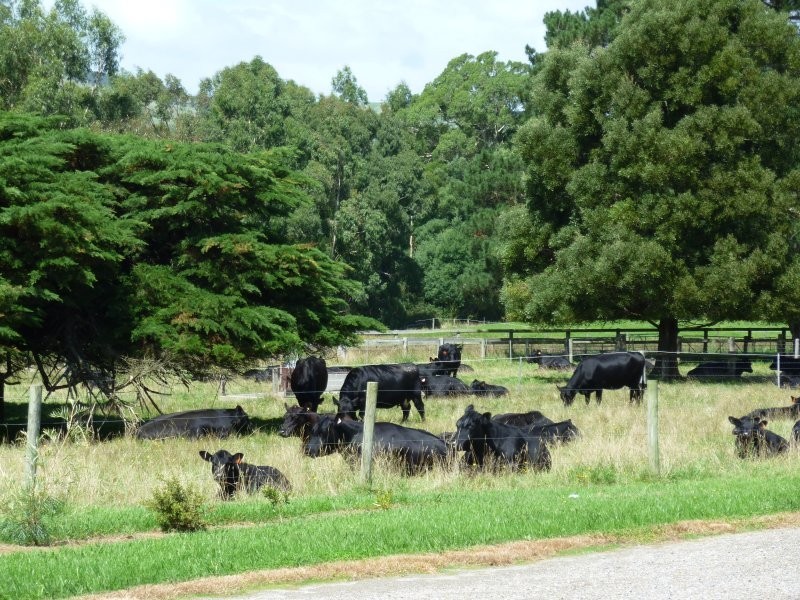 Stony Creek VIC 3957