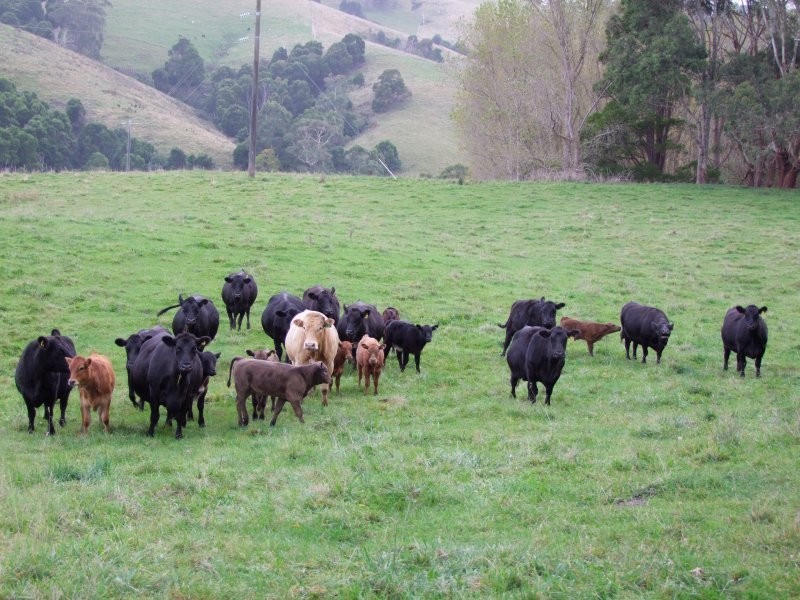 Mirboo North VIC 3871