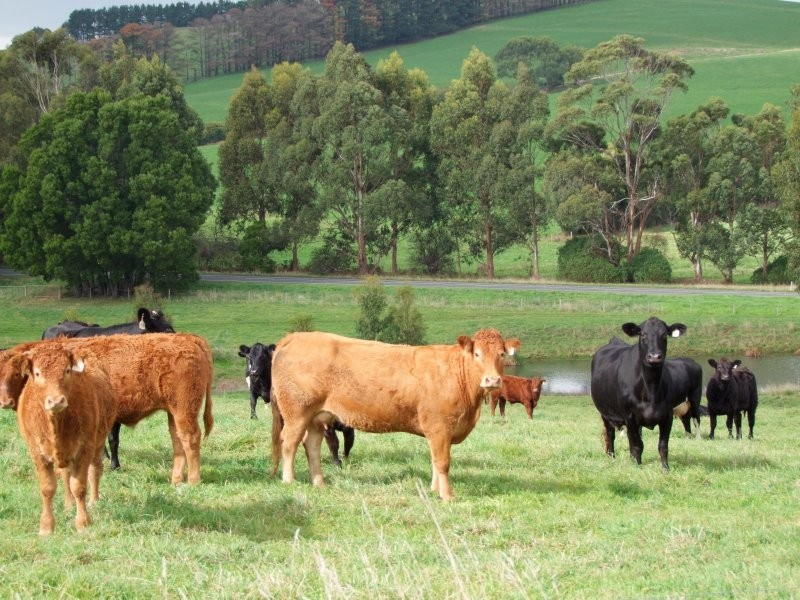 3600 STREZLECKI HWY, Mirboo North VIC 3871