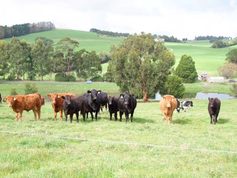 3600 STREZLECKI HWY, Mirboo North VIC 3871