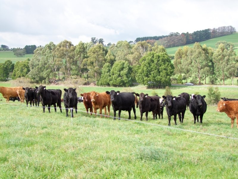 3600 STREZLECKI HWY, Mirboo North VIC 3871