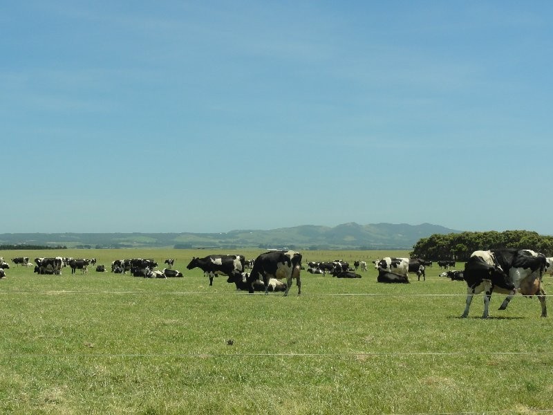 3445 Meeniyan-Prom Rd, Yanakie VIC 3960