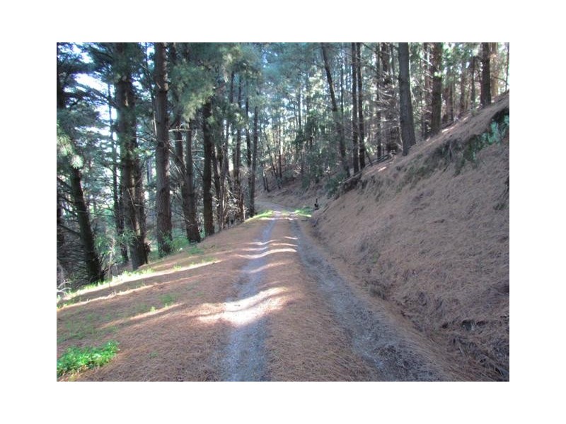 25 Hoy Road, Mountain View VIC 3988