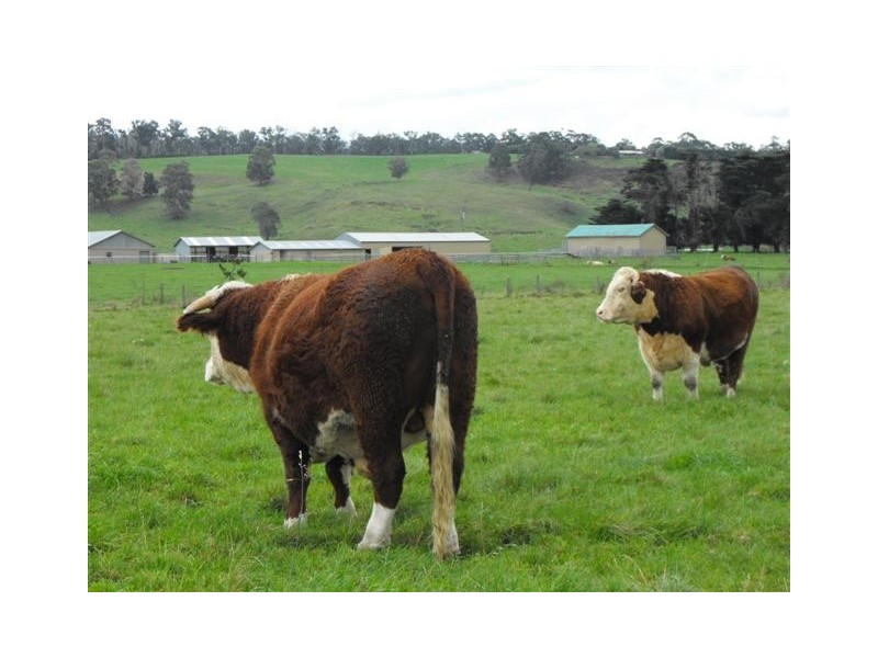 190 Nuttells Road, Yinnar VIC 3869