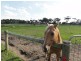 85 Rathjens Rd, Bennison VIC 3960