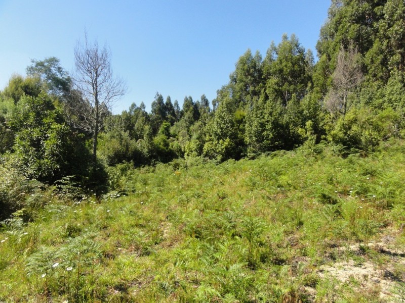 567 Devils Pinch Rd, Mount Best VIC 3960