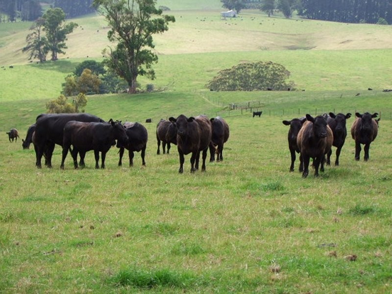 . Twomeys Road, Mardan VIC 3953