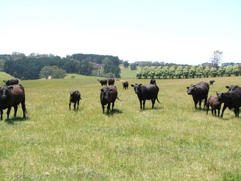 . Twomeys Road, Mardan VIC 3953