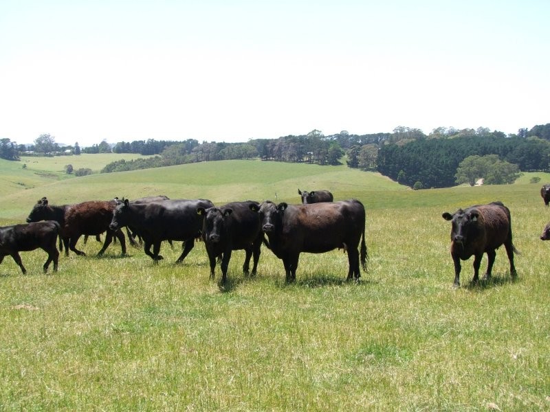 . Twomeys Road, Mardan VIC 3953