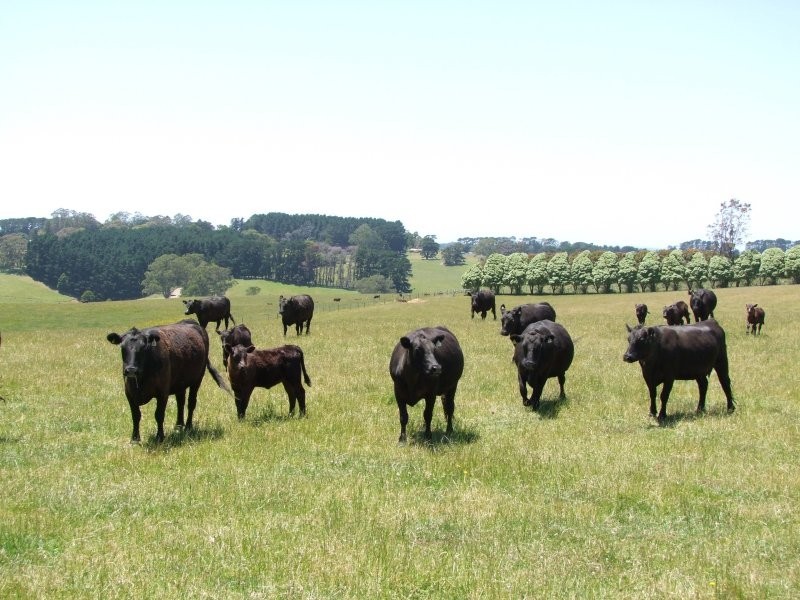 . Twomeys Road, Mardan VIC 3953