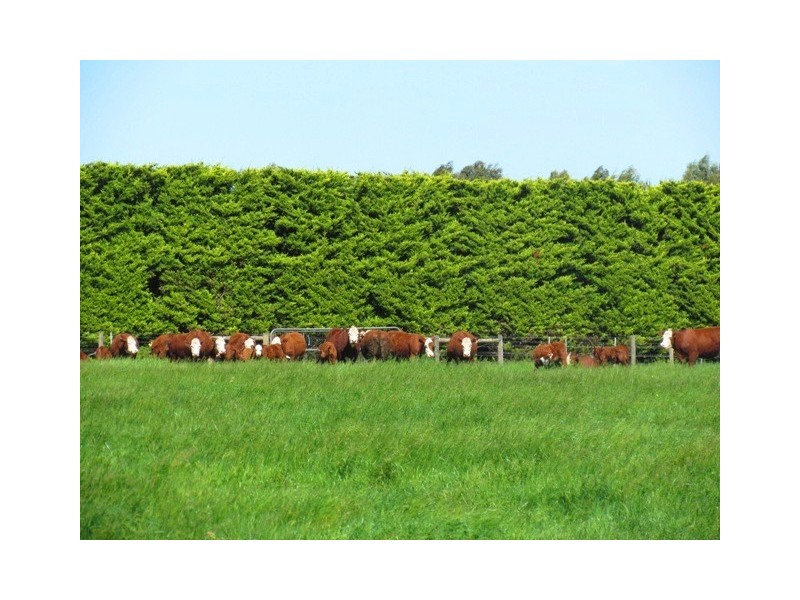 306 Stuhrs Road, Darnum VIC 3822