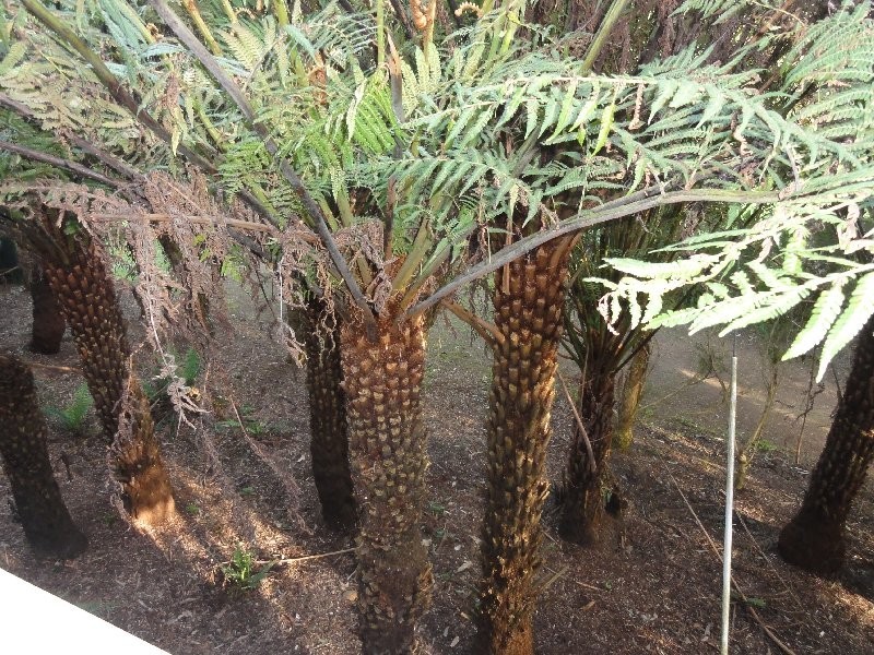 260 Savages Road, Waratah North VIC 3959