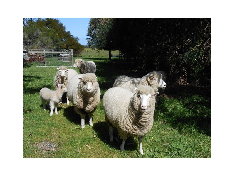 75 Shellcott Road, Yanakie VIC 3960