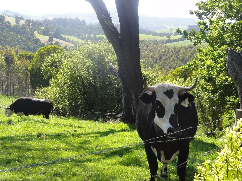 190 Foster Mirboo Rd, Foster VIC 3960