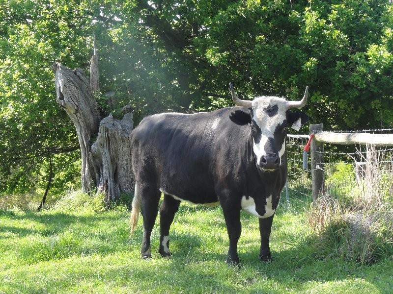 190 Foster Mirboo Rd, Foster VIC 3960