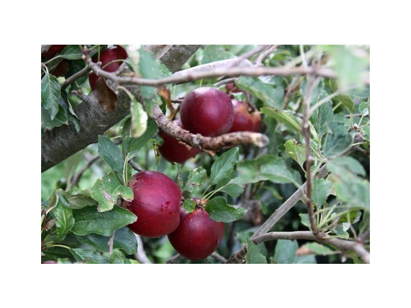 500 O’Gradys Ridge Rd, Foster VIC 3960