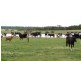 315 Cosgriffs Road, Leongatha South VIC 3953