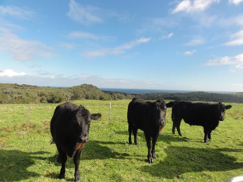 240 Cape Liptrap Rd, Walkerville VIC 3956