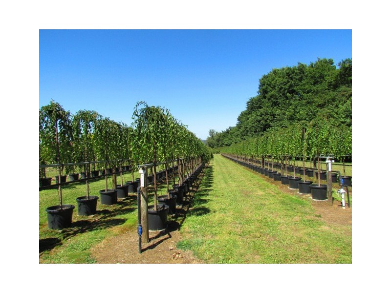2890 Main Neerim Road, Neerim Junction VIC 3832