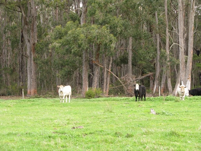 6505 South Gippsland Hwy, Hedley VIC 3967