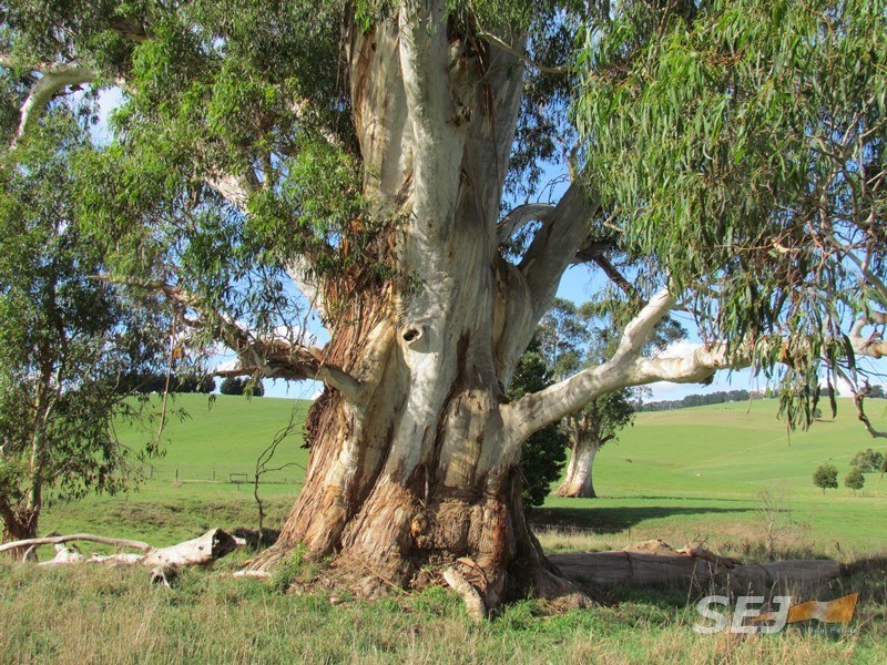 310 Sheffield Road, Neerim South VIC 3831