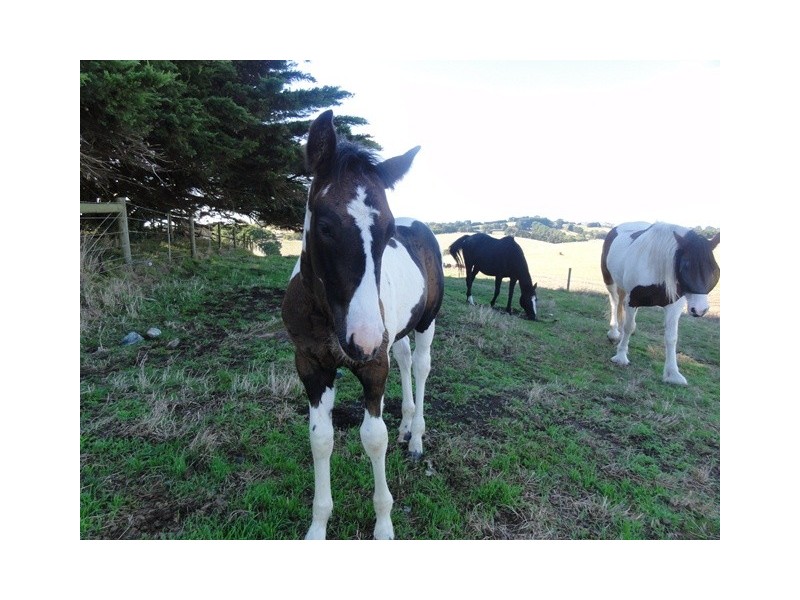 630 O’Gradys Ridge Road, Fish Creek VIC 3959