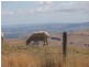125 Mt Best Tin Mine rd, Foster VIC 3960