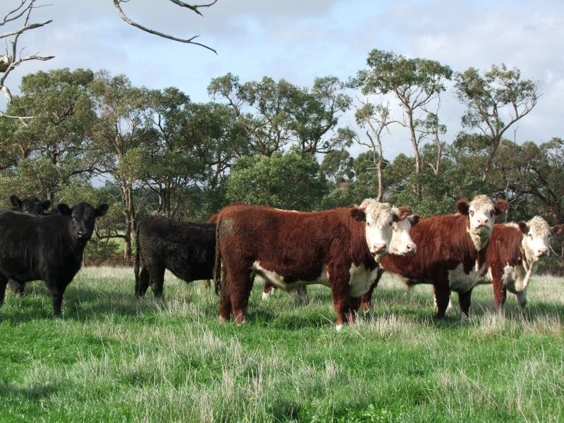 90 Duncans Road, Inverloch VIC 3996