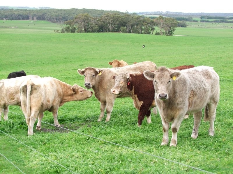 805 Koonwarra Inverloch Road, Leongatha South VIC 3953