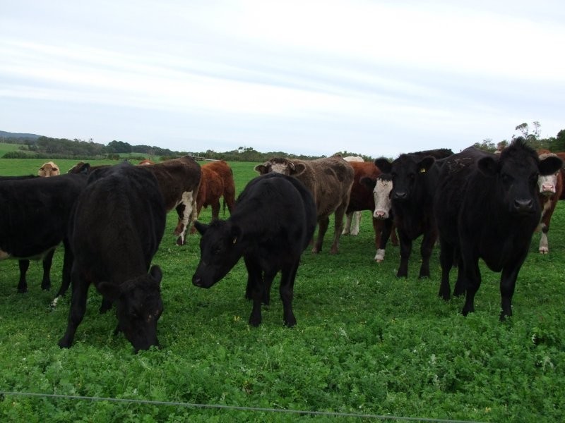 805 Koonwarra Inverloch Road, Leongatha South VIC 3953