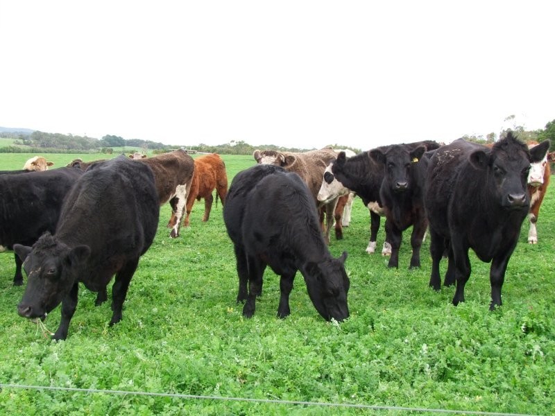 805 Koonwarra Inverloch Road, Leongatha South VIC 3953