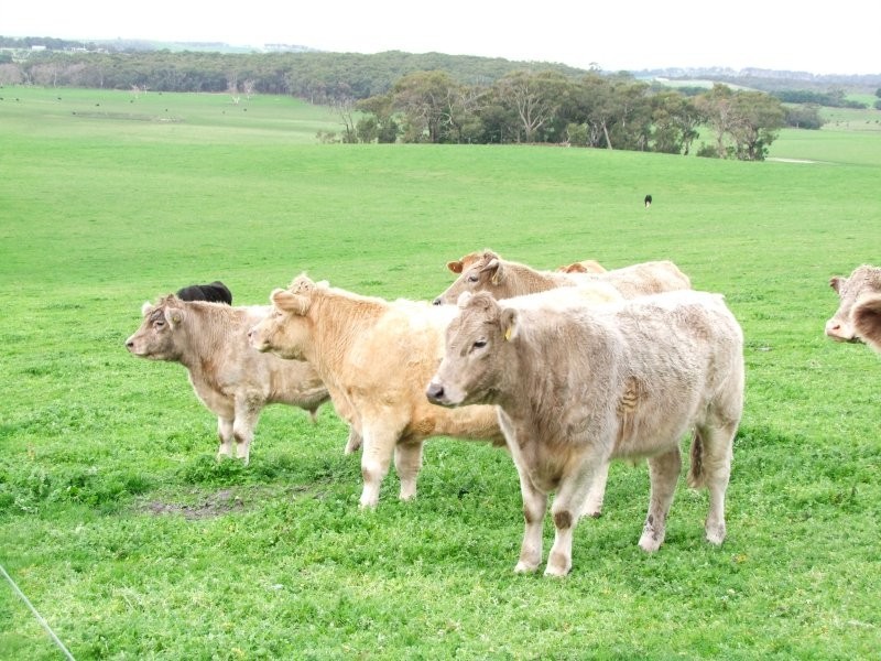 805 Koonwarra Inverloch Road, Leongatha South VIC 3953