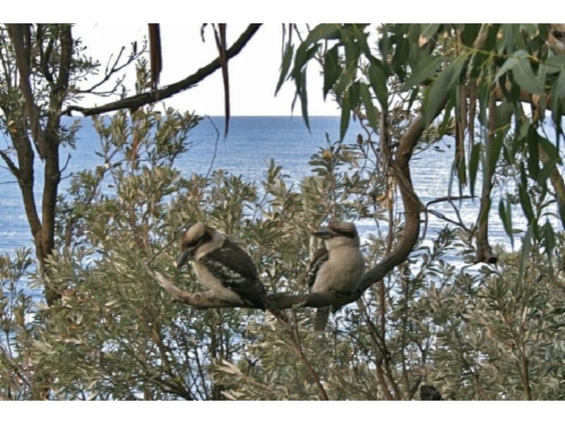 17 Waratah St, Walkerville VIC 3956