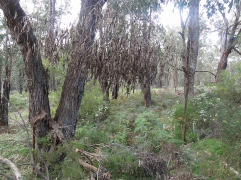 1 Morgans Rd, Hedley VIC 3967