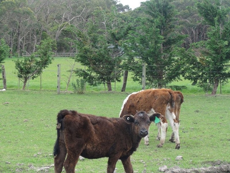 40 Moores Rd, Buffalo VIC 3958