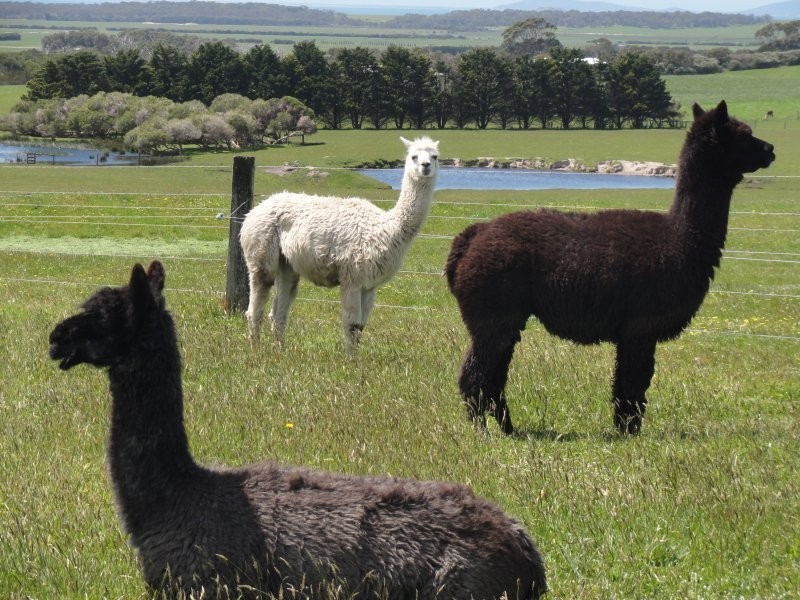 38 Leslea Crt, Waratah North VIC 3959