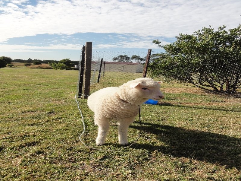 60 Mc Kanes Rd, Toora VIC 3962