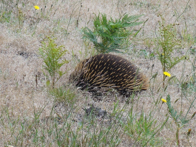 650 Fish Ck-Walkerville Rd, Walkerville VIC 3956