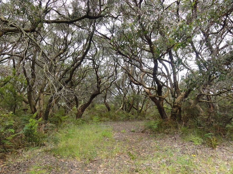 650 Fish Ck-Walkerville Rd, Walkerville VIC 3956