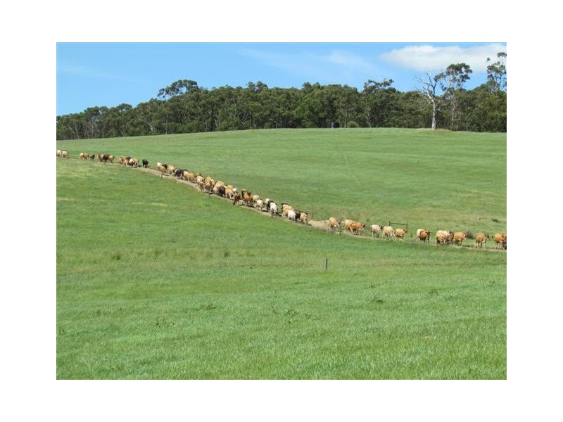 1515 + 1517 Drouin – Korumburra Road, Poowong North VIC 3988