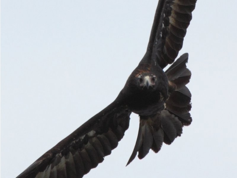 527 Foster Fish Creek Rd, Foster VIC 3960