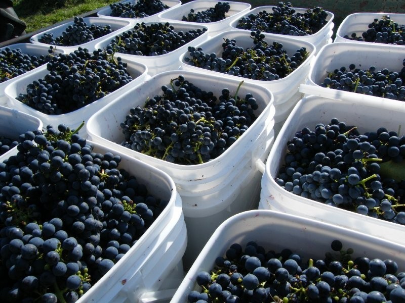 527 Foster Fish Creek Rd, Foster VIC 3960