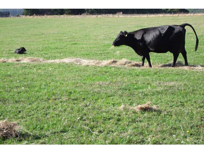 10 O’BRYANS RD, Hallston VIC 3953